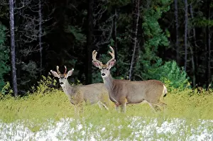 Mule: Mule Deer - bucks standing in field at edge of forest