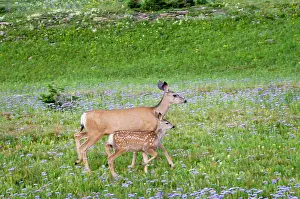 Asters: Mule Deer - doe and fawn in wildflowers (mostly wild asters)