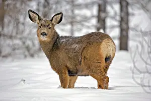 Hemionus: Mule Deer Doe in forest in deep snow