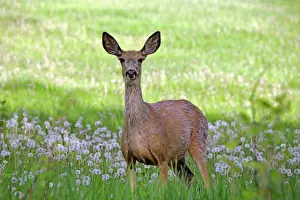 Mule: Mule Deer - doe standing in spring meadow, alert