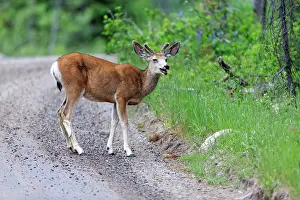 Mule: Mule Deer - doe on woodland track Grand Teton National