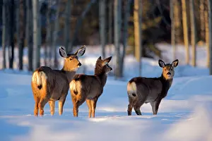 Mule: Mule Deer - doe with two young in winter meadow