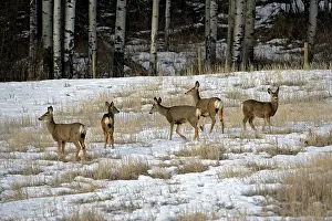 Mule: Mule Deer - two does with offspring grazing in farmers field