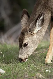 Mule: Mule Deer fawn (Odocoileus hemionus), Jasper