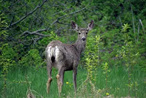 Visible: Mule Deer - female in bushes watching, typically