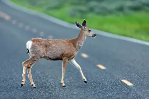 Mule: Mule Deer - female crossing road - Lamar Valley