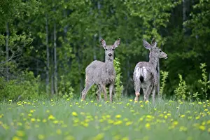 Mule: Mule Deer - two females in spring meadow, dandelion blooming