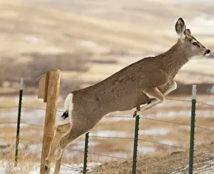 Leap: Mule deer jumps fencing in the Adel Mountains