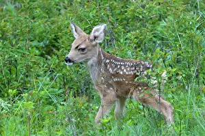 Capreolinae: Mule Deer (Odocoileus hemionus), deer calf, Yellowstone