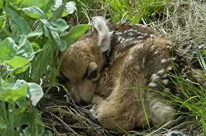 Capreolinae: Mule Deer (Odocoileus hemionus), deer calf, Yellowstone