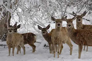 Mule: Mule Deer (Odocoileus hemionus), during