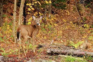 Capreolinae: Mule Deer (Odocoileus hemionus) in an autumn forest