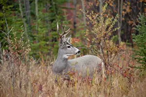 Capreolinae: Mule deer (Odocoileus hemionus) buck, male, feeding