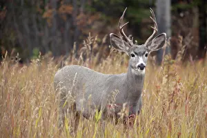 Capreolinae: Mule deer (Odocoileus hemionus) buck, male, feeding