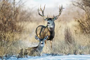 Amount: Mule Deer (Odocoileus hemionus) buck and doe bedded