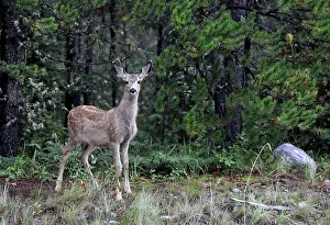 Capreolinae: Mule-deer (Odocoileus hemionus), doe with fawn