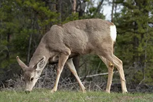 Mule: Mule Deer (Odocoileus hemionus), Jasper