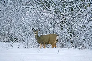 Hemionus: Mule Deer standing in snow at edge of forest