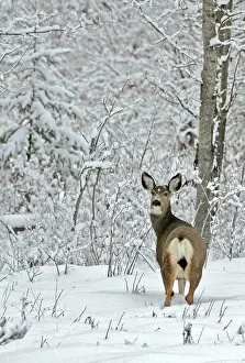 Hemionus: Mule Deer standing in snow at edge of forest