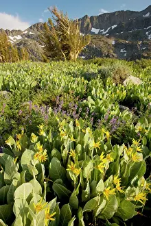 Lupines: Mule Ears and lupins near Winnemucca Lake in the