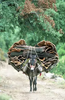 Obedience: MULE - laden with 200 kg Cork Oak bark