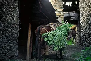 Goods: Mule laden ash foliage used as animal
