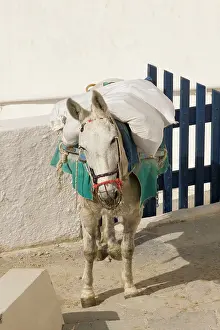 Loaded: Mule - loaded down