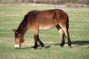 Mules: Mule - Male Donkey x Female Horse