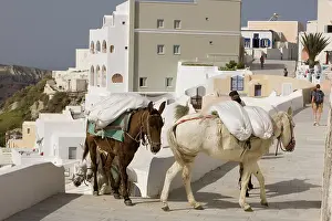 Loaded: Mules - loaded down