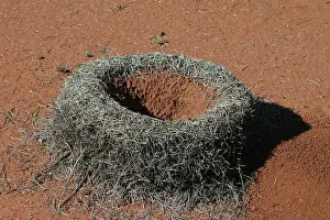 Mulga: Mulga Ant - nest