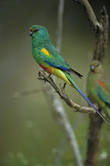 Psephotus: Mulga Parrot