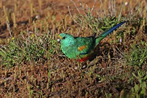 Mulga: Mulga Parrot