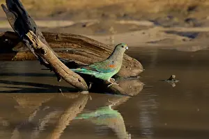 280617: Mulga Parrot female at waterhole Mulga Parrot female