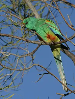 Psephotus: Mulga parrot, male