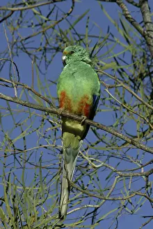 Psephotus: Mulga parrot, male