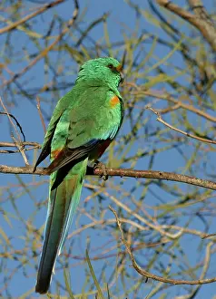 Psephotus: Mulga Parrot - Male