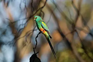 Psephotus: Mulga Parrot male