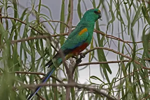 310517: Mulga Parrot male A3789