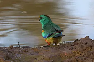 310517: Mulga Parrot male A4179