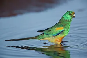 Psephotus: Mulga Parrot - male drinking at a small waterhole