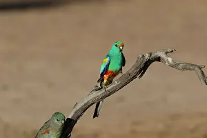 280617: Mulga Parrot male; female below Mulga Parrot male;