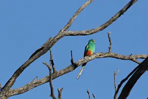 Psephotus: Mulga Parrot male Mulga Parrot male