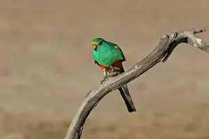 Psephotus: Mulga Parrot male Mulga Parrot male