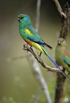 Psephotus: Mulga Parrot - Male. Usually lives close to water