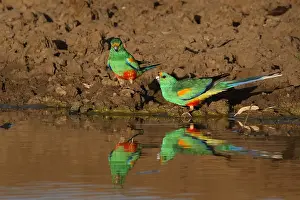 310517: Mulga Parrots A4193 2