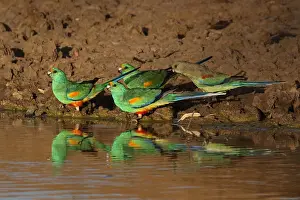 310517: Mulga Parrots A4199 2