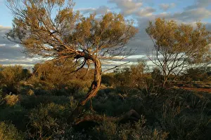 Aborigine: Mulga Trees