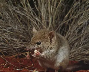 Crest: Mulgara-crest-tailed Marsupial MOUSE