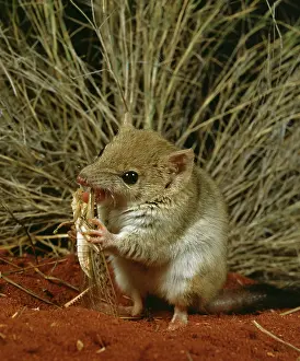 Plague: Mulgara / Crest-tailed marsupial mouse (Dasycercus