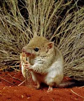 Plague: Mulgara / Crest-tailed Marsupial Mouse - Eating